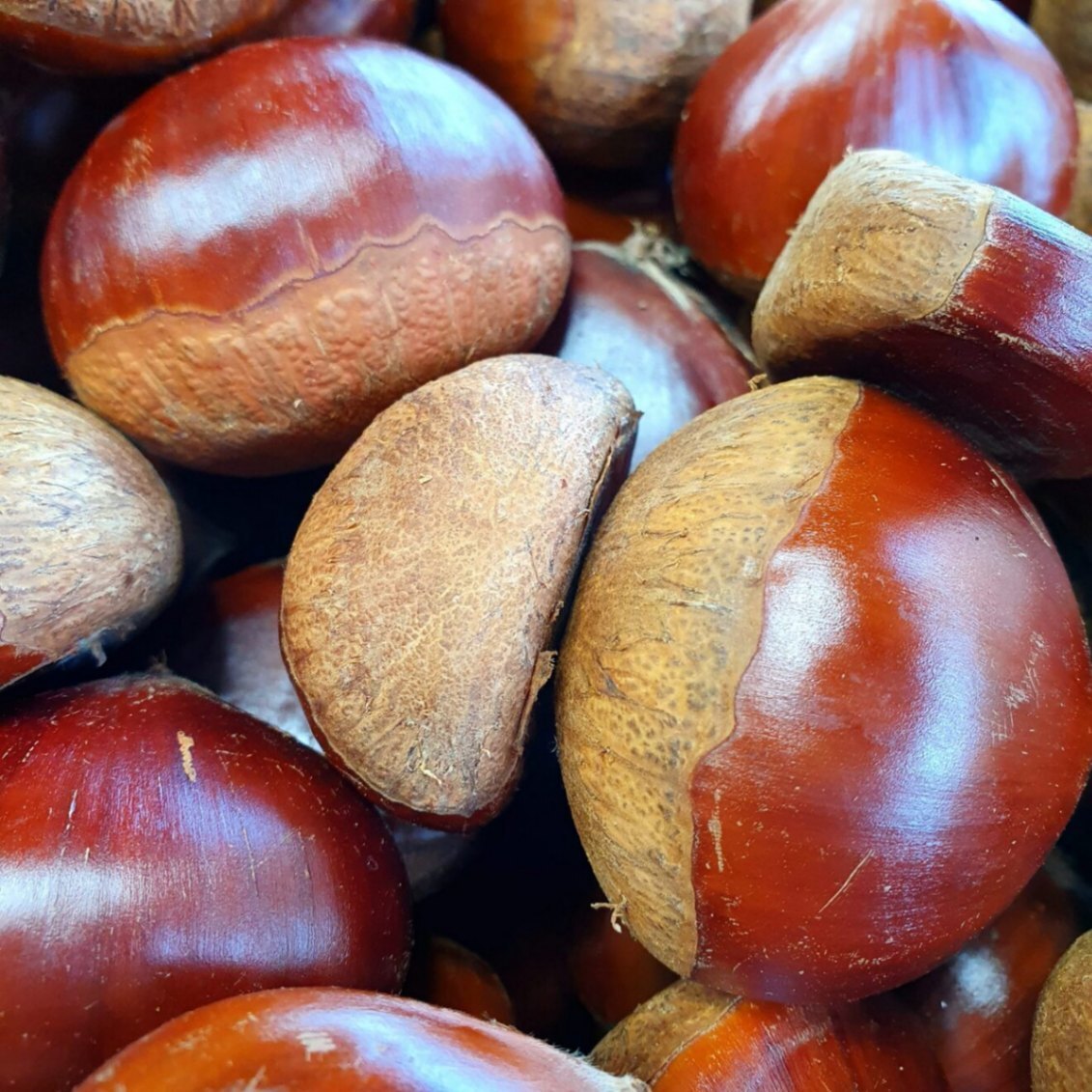 【日本一の栗産地・茨城県産】収穫当日発送！1kg