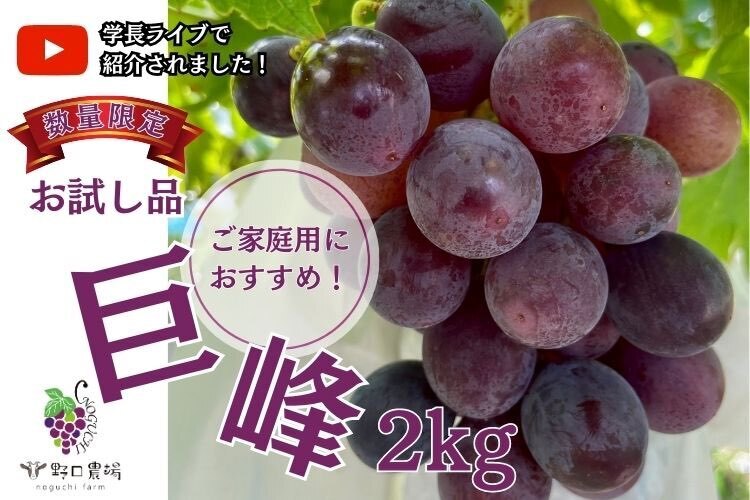 【朝採れ直送】『家庭用』ぶどうの王様巨峰2kg＠野口農場
