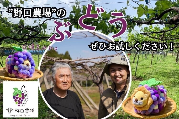 【朝採れ直送】『家庭用』ぶどうの王様巨峰2kg＠野口農場