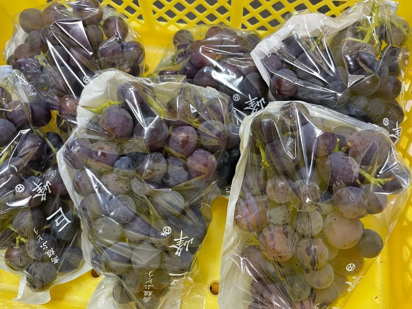 【秋の味覚】【朝採れ直送】『家庭用』ぶどうの王様巨峰2kg＠野口農場