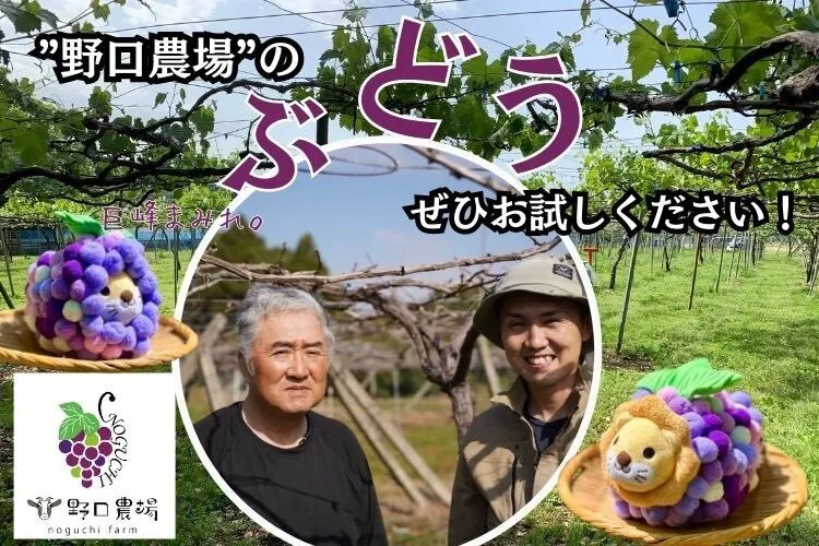 【秋の味覚】【朝採れ直送】ぶどうの王様巨峰4kg＠野口農場『家庭用』