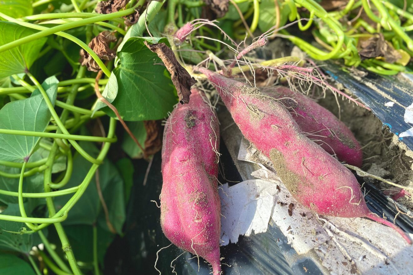 【中サイズ】なると金時5kg！ほくほく食感と上品な甘さ！