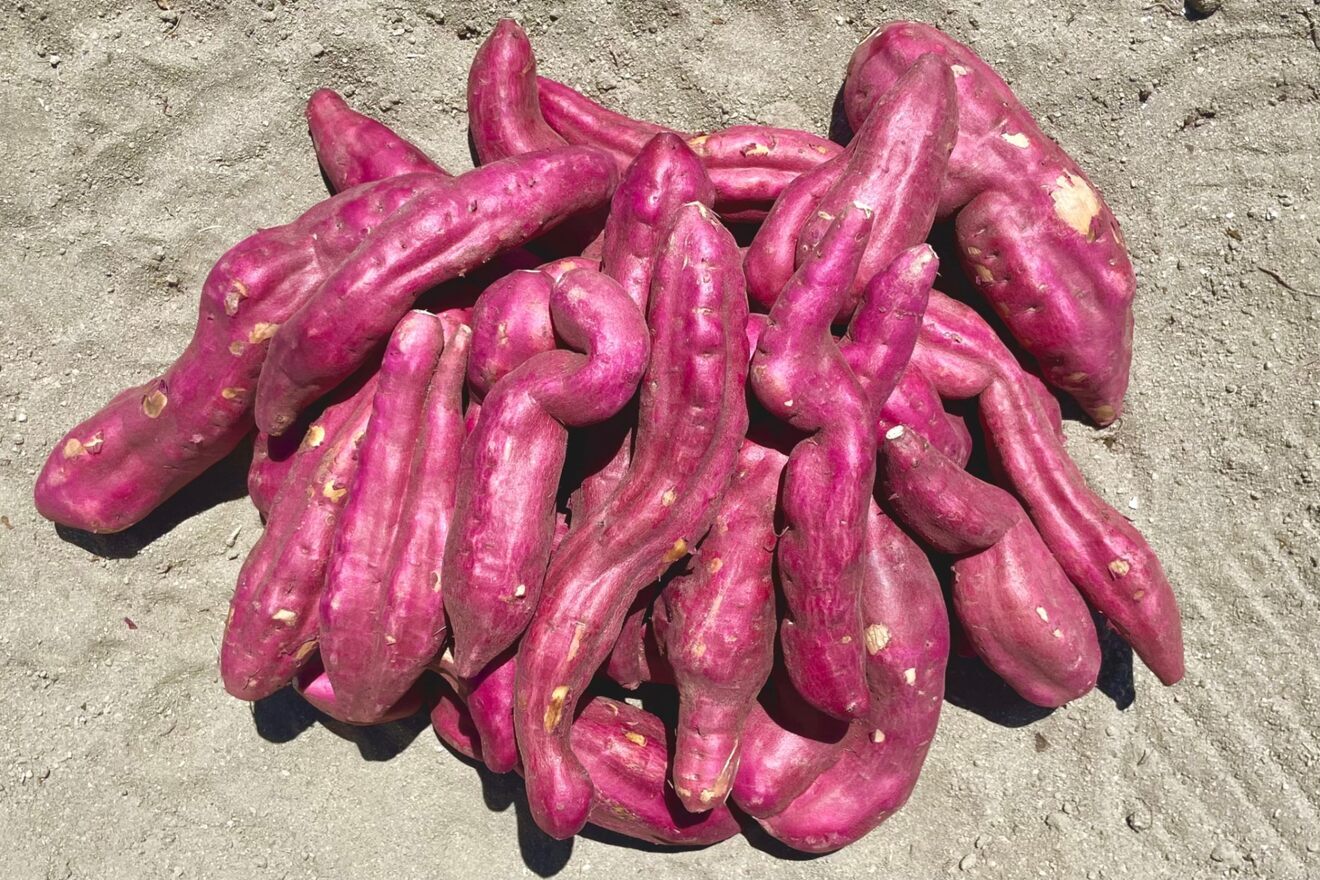 【訳あり】なると金時5kg！ほくほく食感と上品な甘さ！