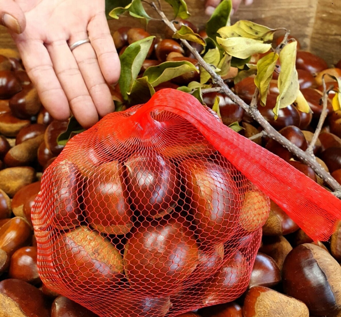 【日本一の栗産地・茨城県産】収穫当日発送！1kg