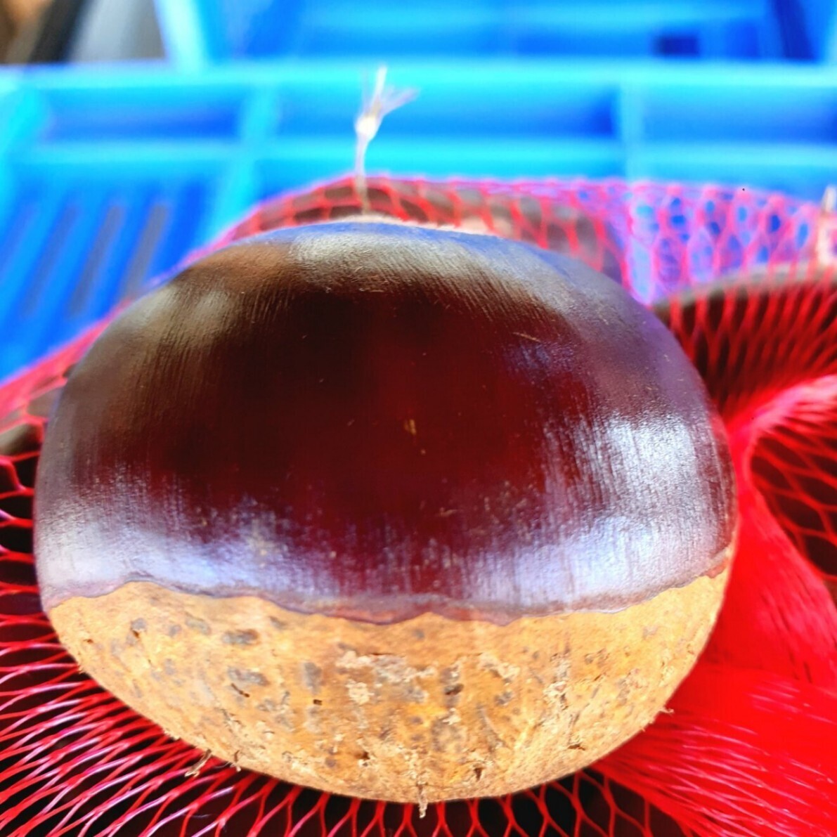 【日本一の栗産地・茨城県産】収穫当日発送！1kg