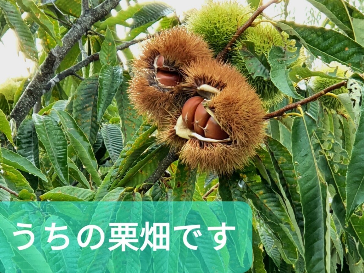 【日本一の栗産地・茨城県産】収穫当日発送！1kg