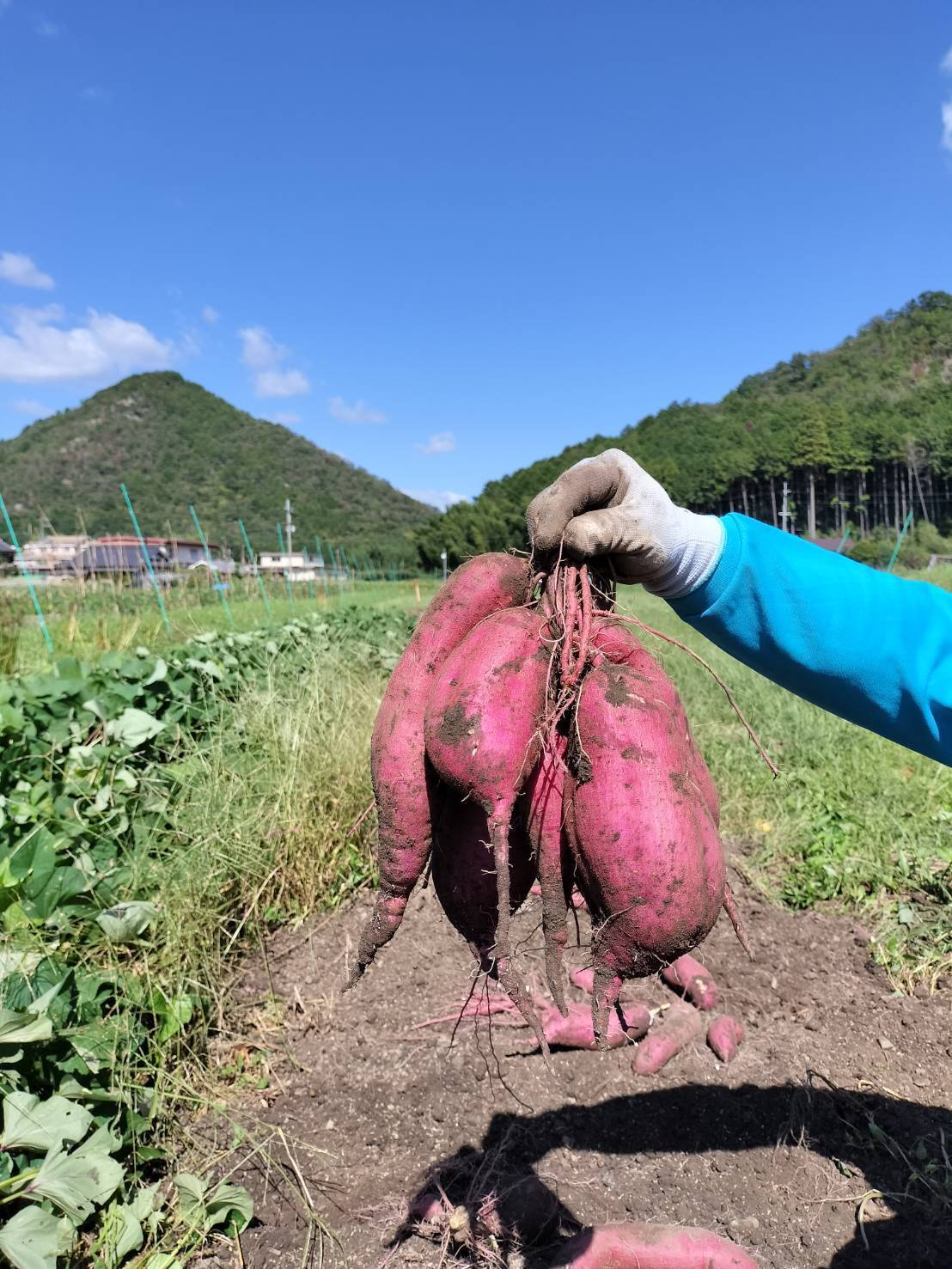 【秋の味覚】予約受付｜ねっとりあま～いさつまいも：紅はるか 3キロ