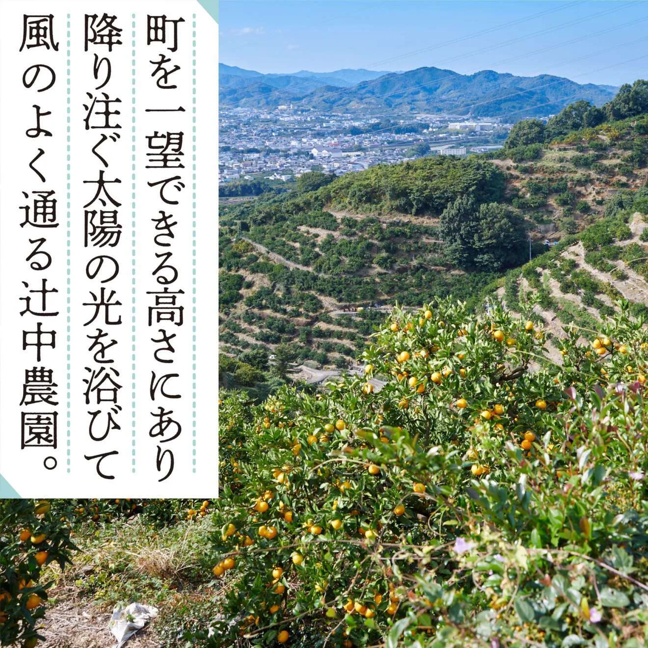 【10月から販売】優しい甘さと程よい酸味がたまらないクセになる！極早生みかん 10kg（約100個）