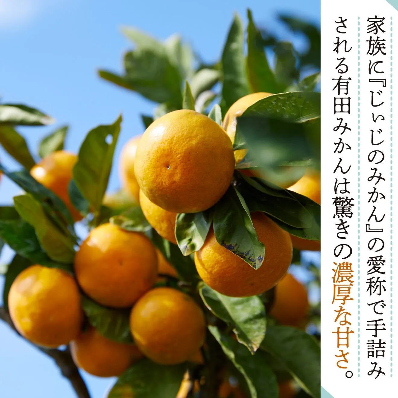 【10月から販売】優しい甘さと程よい酸味がたまらないクセになる！極早生みかん 10kg（約100個）