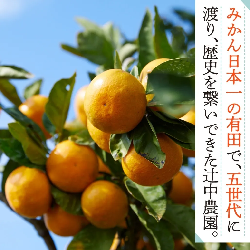 【10月から第一弾】優しい甘さと程よい酸味がたまらないクセになる！極早生みかん２kg（約20個）