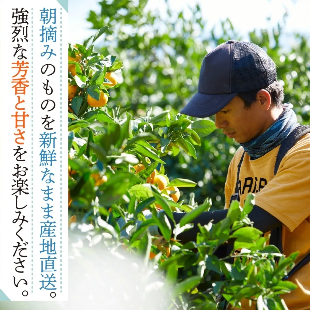 【10月から第一弾】優しい甘さと程よい酸味がたまらないクセになる！極早生みかん２kg（約20個）