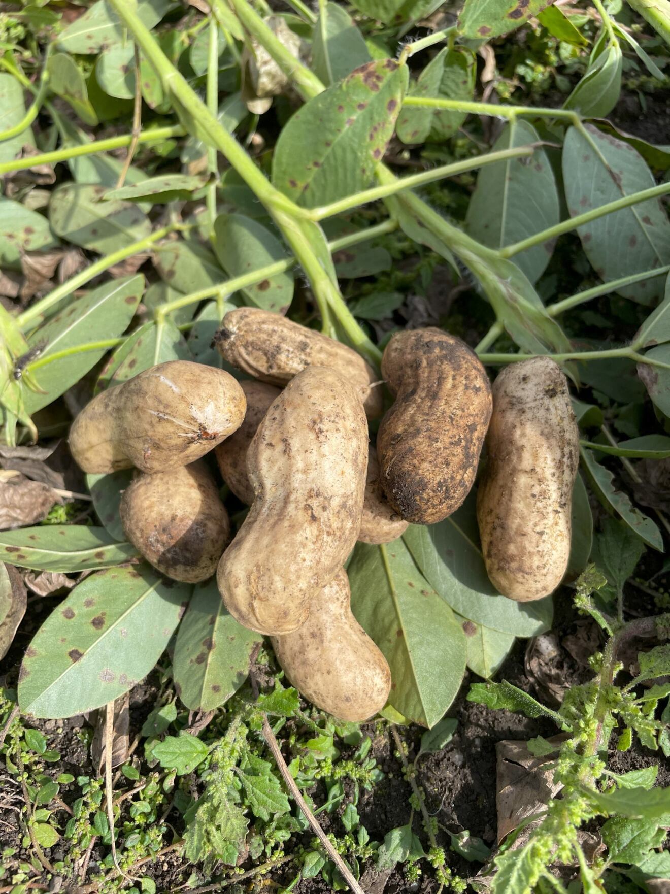 旬モノ🥜　生落花生　🥜　おおまさり　2キロ