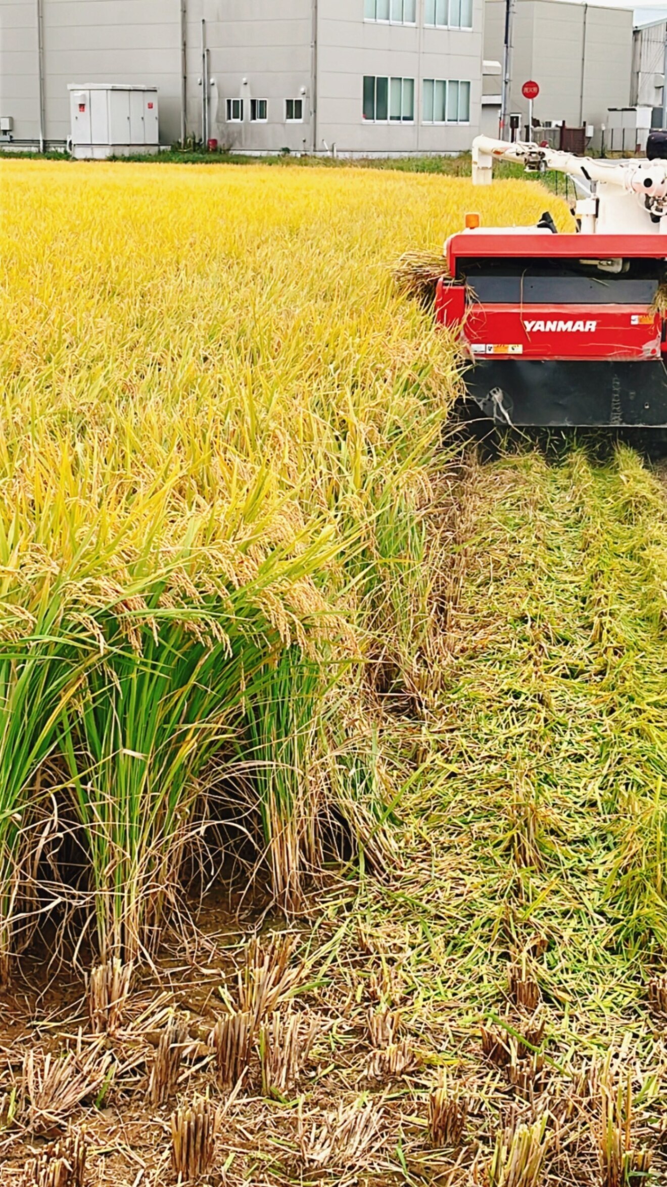 💕感謝💕今シーズン売り切れなりました🙏
いつも応援ありがとございます📣