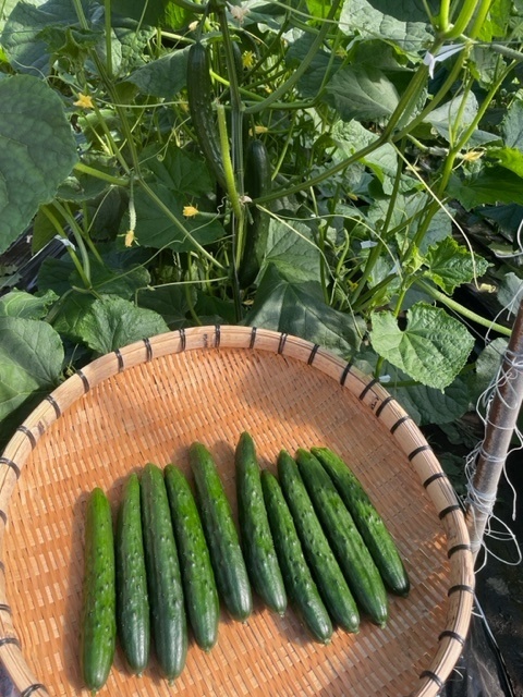 朝採りたてきゅうり🥒