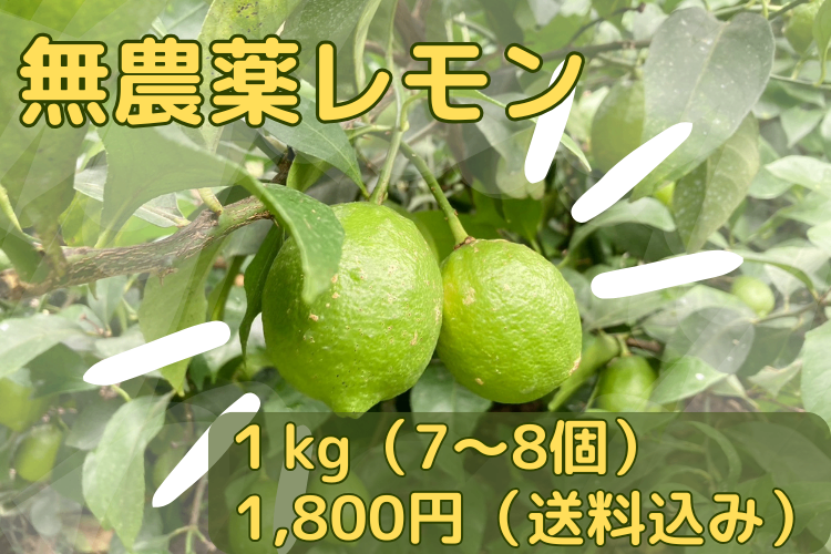 【レモン好きな方】無農薬レモン　1キロ（7-8個程度）