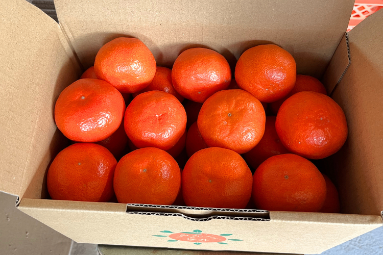 【予約】奇跡の紅いみかん「小原紅早生みかん」小玉（2Sサイズ）2.８キロ