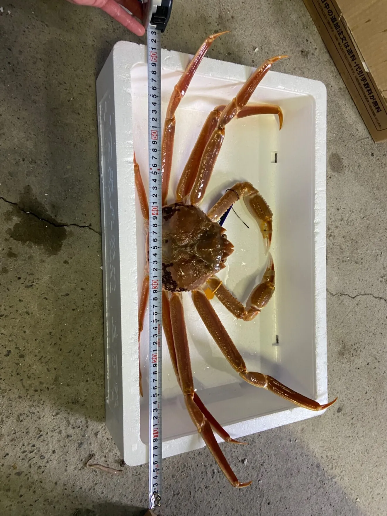 大切な方への贈り物、自分へのご褒美でも！皇室献上蟹(越前蟹浜茹で)✖️1(1.1〜1.3キロ)