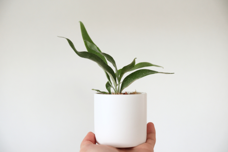 ビカクシダ　ベイチー　陶器鉢