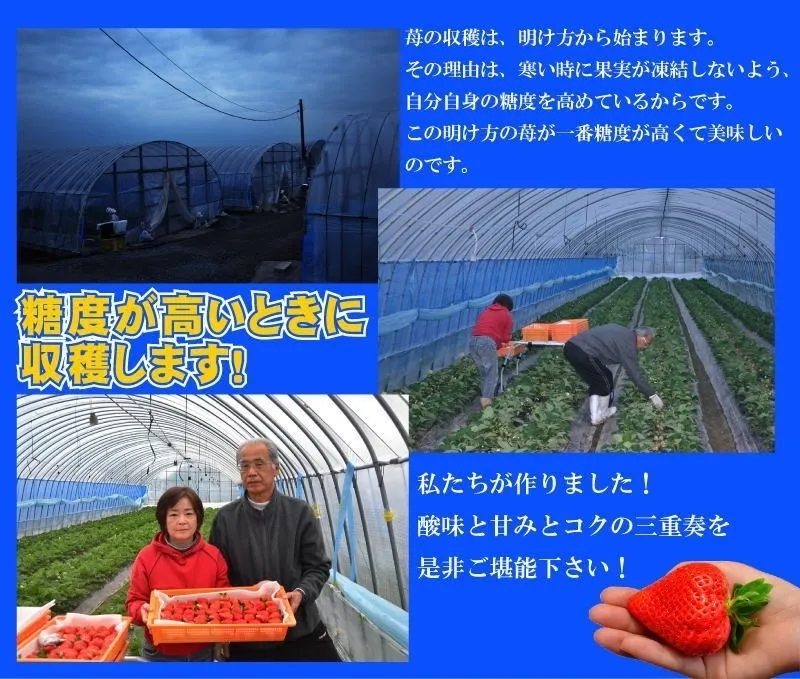 【送料込】訳あり特大あまおう9〜15玉入×2箱 苺(いちご)イチゴの王様※北海道・沖縄・離島を除く