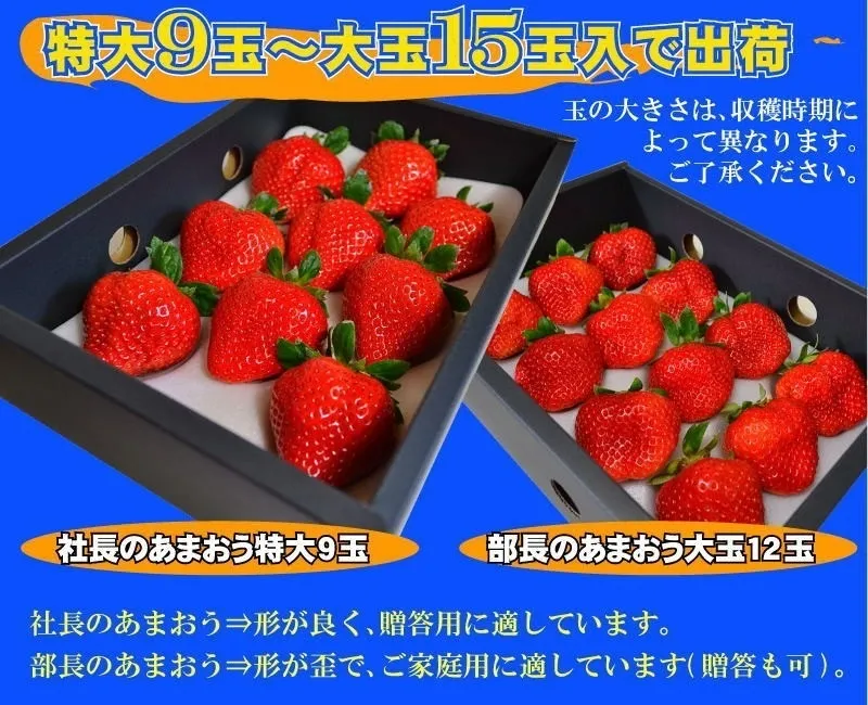 【送料込】訳あり特大あまおう9〜15玉入×2箱 苺(いちご)イチゴの王様※北海道・沖縄・離島を除く