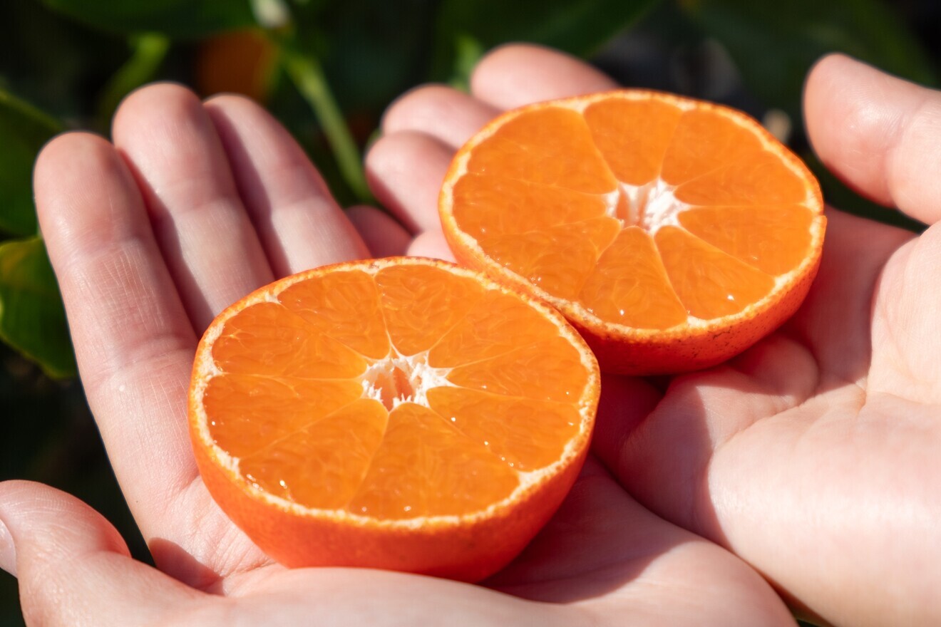 【食べ比べセット】小原紅＆宮川みかん紅白のようなセット　サイズ混合　2.8kg