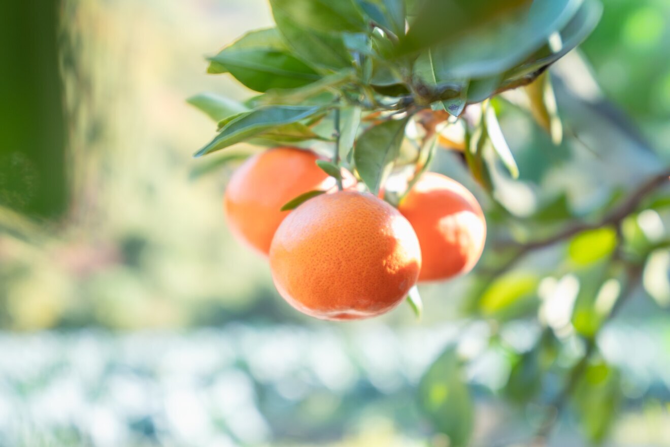 【食べ比べセット】小原紅＆宮川みかん紅白のようなセット　サイズ混合　2.8kg