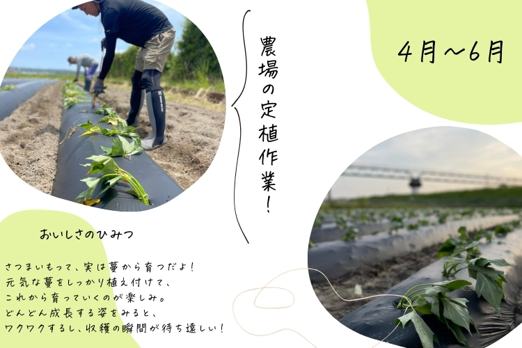 【限定】訳あり べにはるか 平切り 1,000×2袋

