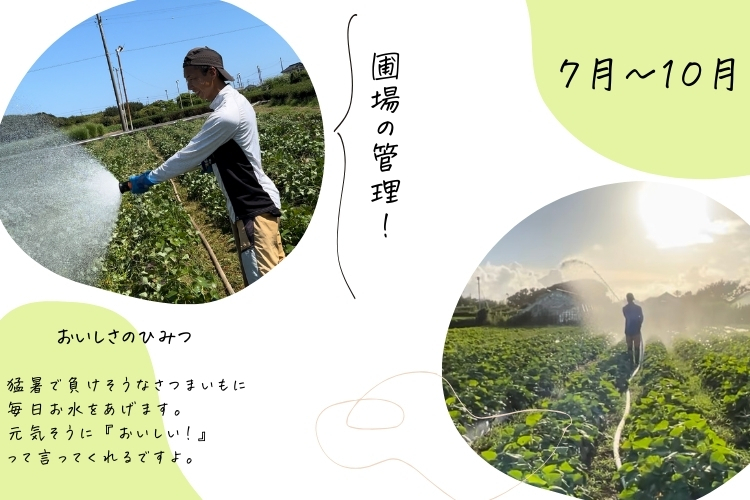 【限定】訳あり べにはるか 平切り 1,000×2袋

