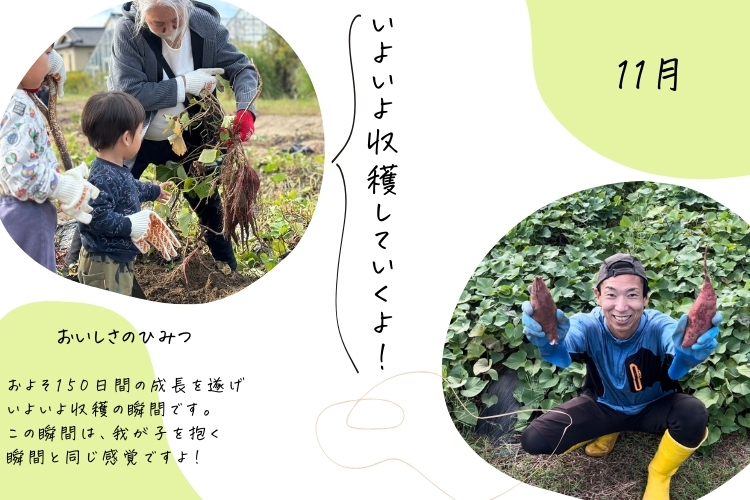 【限定】訳あり べにはるか 平切り 1,000×2袋

