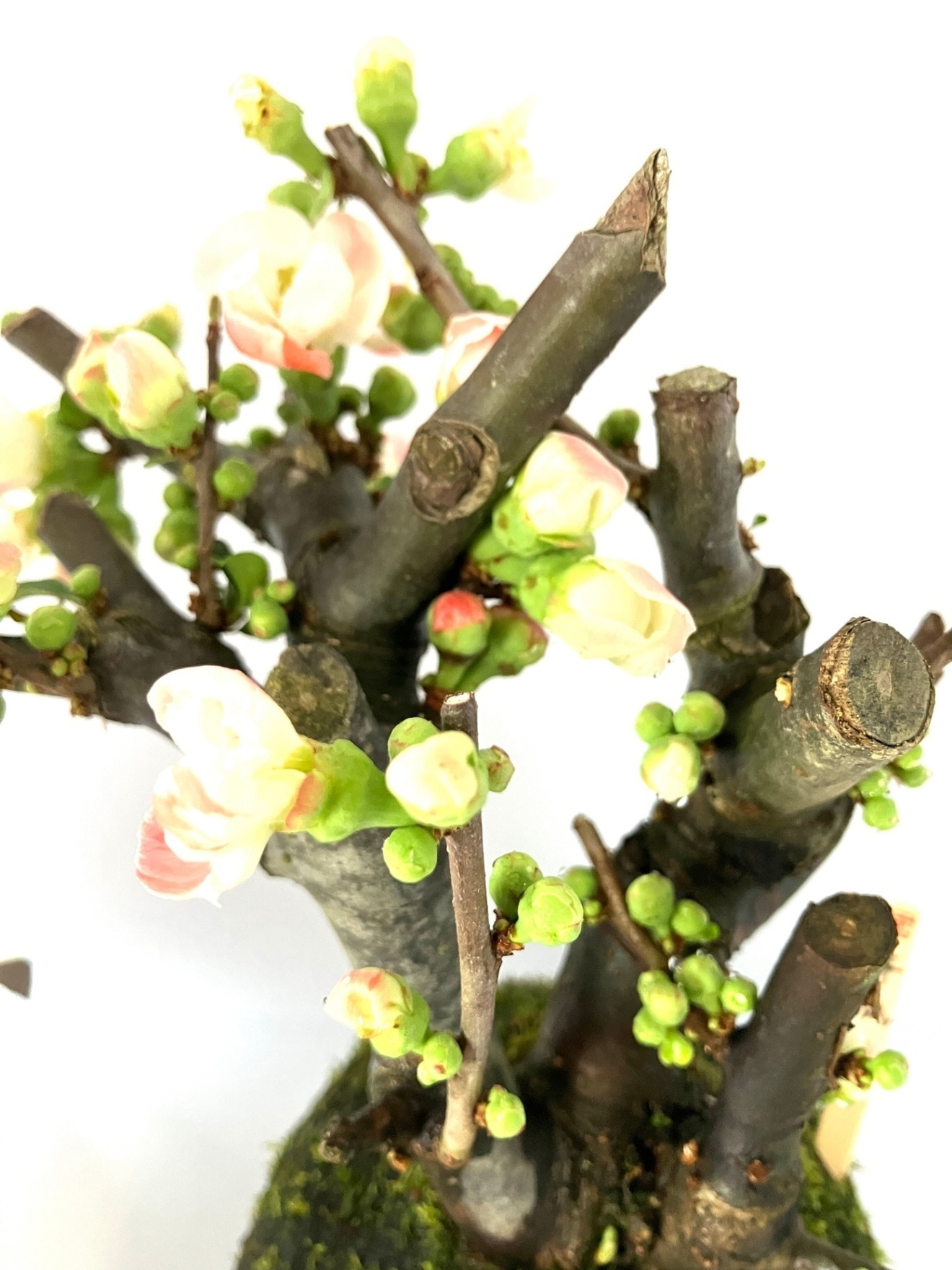  【受皿付】木瓜（ボケ）｜開花を楽しむ和モダン盆栽｜季節限定インテリア