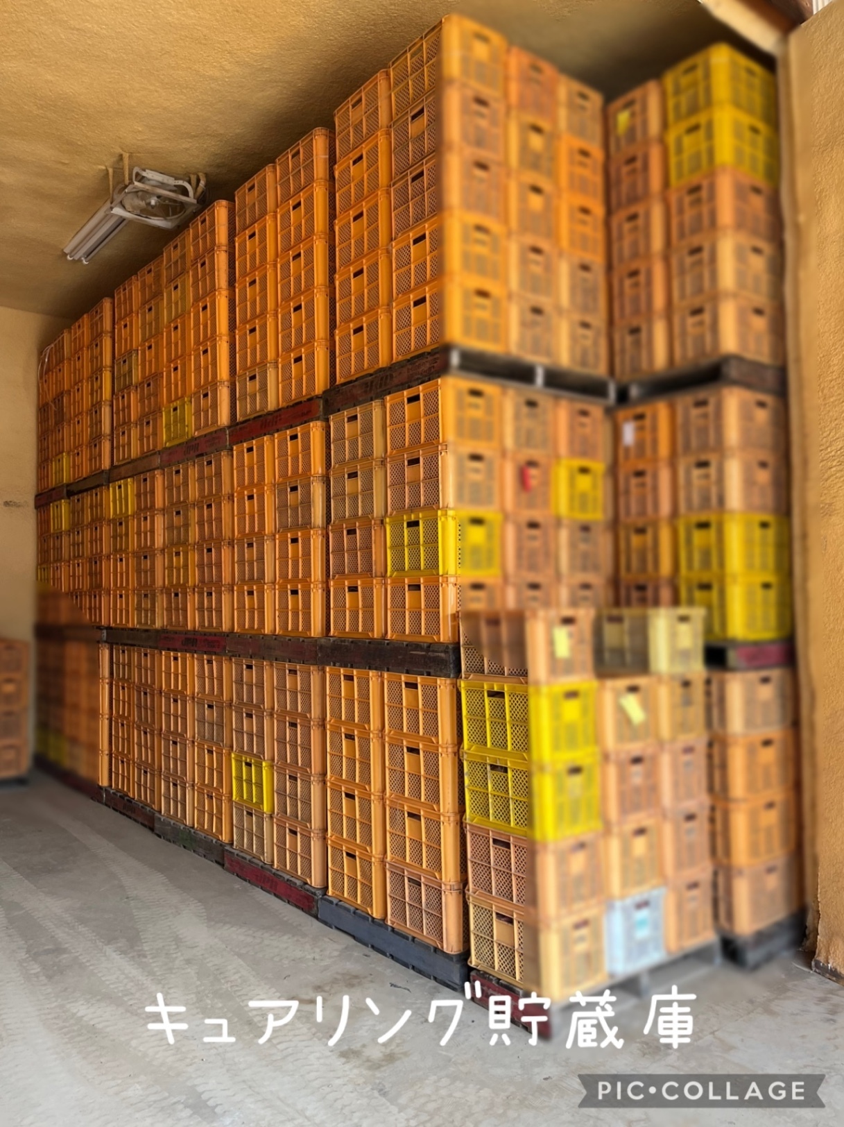 茨城県産 さつまいも 紅まさり A級品 Sサイズ 2kg 基本送料込み リベポ歓迎