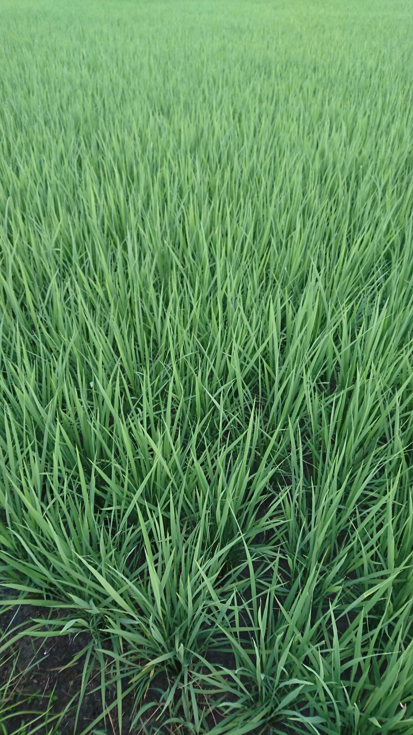 山形県産　田舎の玄米専門ミルキークイーン　５ｋｇ　特別栽培基準以上で栽培　（減農薬・減化学肥料）