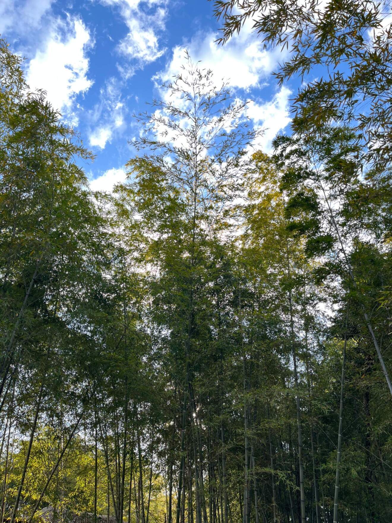 【手渡し専用商品】富士山ゆでタケノコ（500g）静岡県富士市