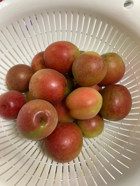 超希少種　
真っ赤な梅・露茜（つゆあかね）１㎏　
梅酒・梅ジュースに最適
常温便で送ります。