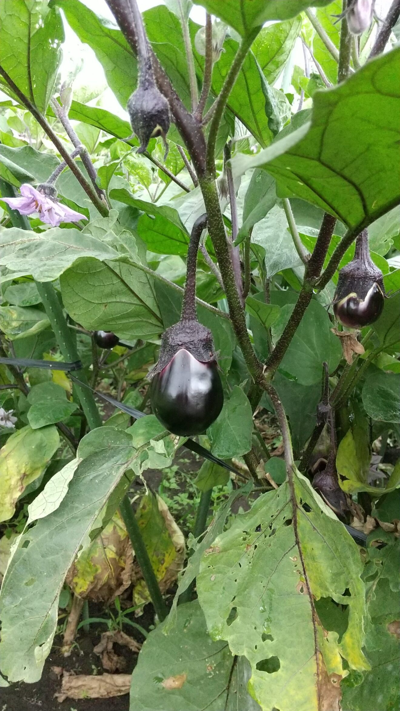≪訳あり≫はね出し野菜セット！