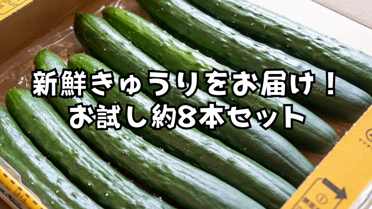 新鮮きゅうりお試し8本【常温便】　
