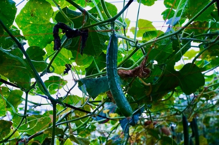 新鮮きゅうりお試し8本【常温便】　
