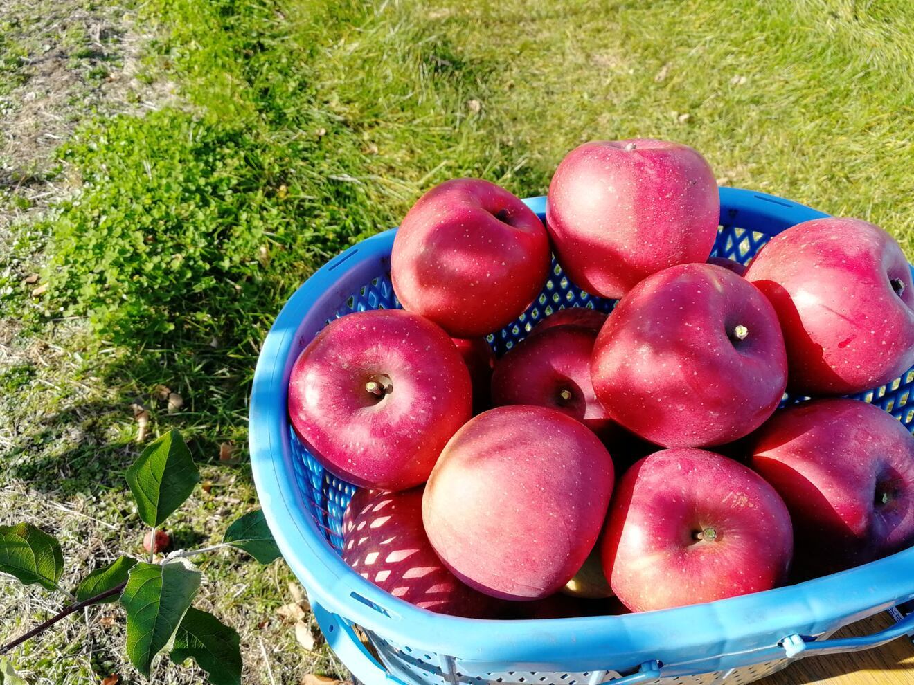 100年農家のこだわり！サンふじ100％クラフトジュース（送料別途）