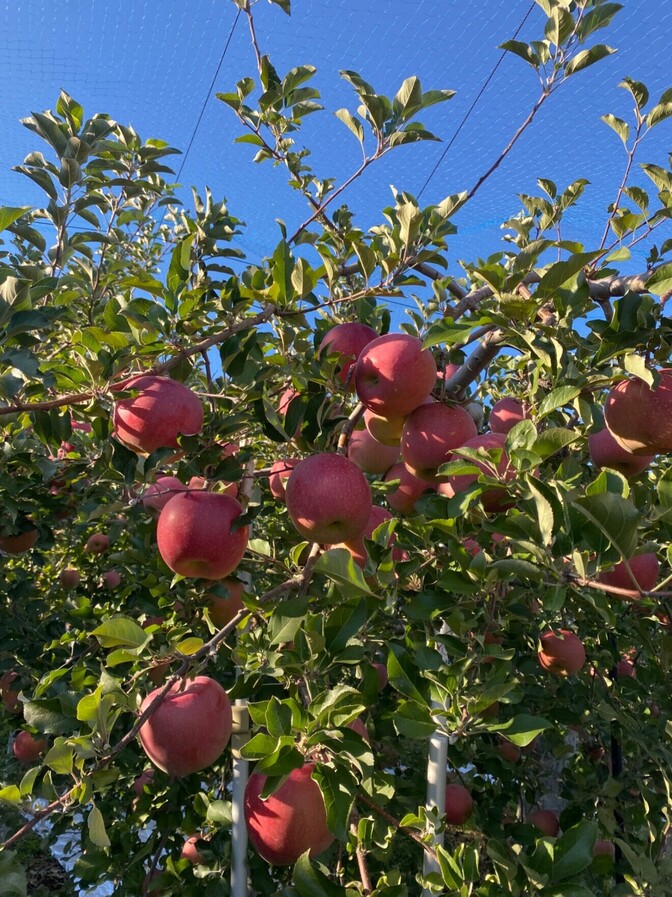 【家庭用】【長野県産ふじ】3キロ