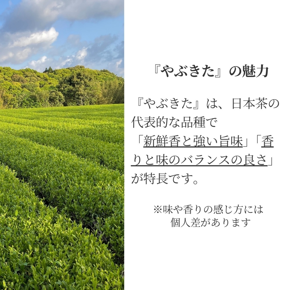 松下製茶 種子島の有機緑茶ティーバッグ『やぶきた』 40g(2g×20袋入り)