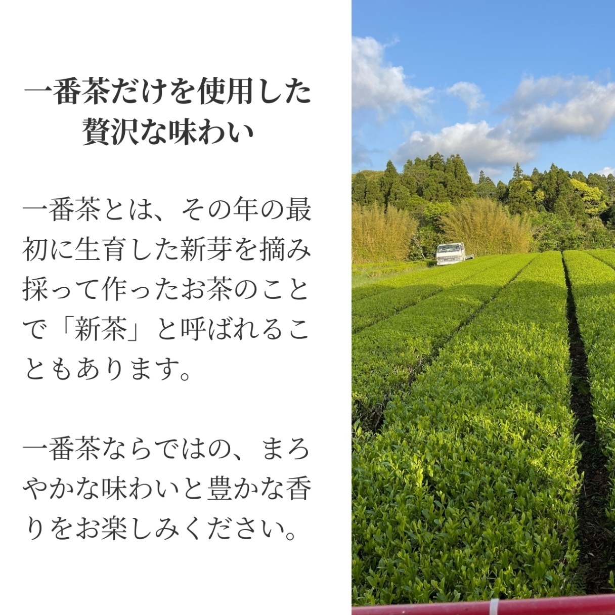 松下製茶 種子島の有機緑茶ティーバッグ『やぶきた』 40g(2g×20袋入り)