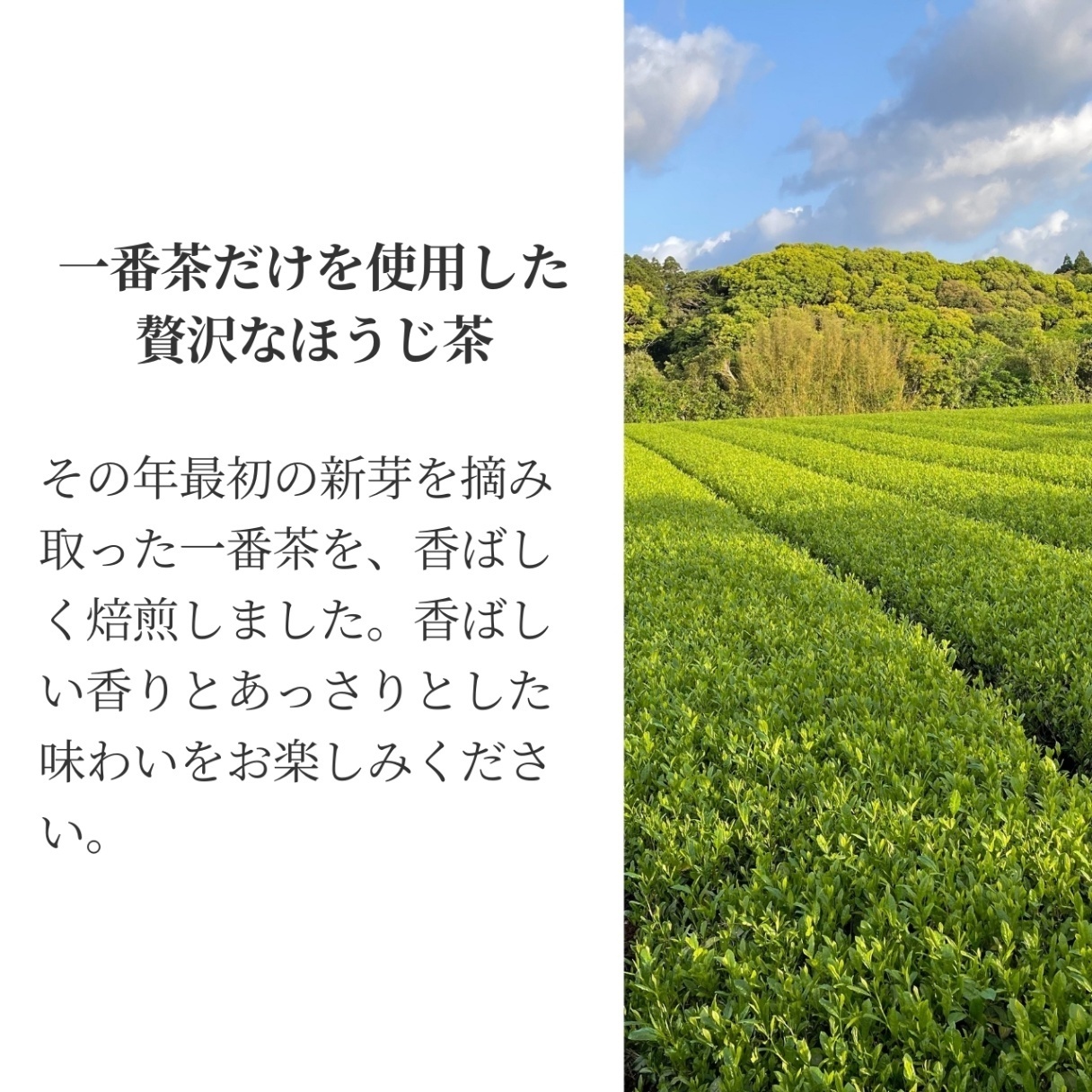 松下製茶 種子島の有機ほうじ煎茶 茶葉(リーフ) 80g