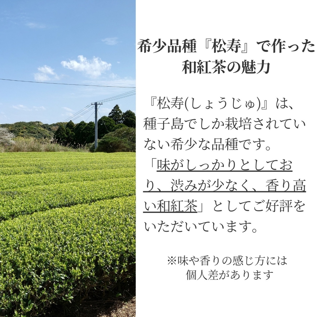 松下製茶 種子島の有機和紅茶『松寿(しょうじゅ)』 茶葉(リーフ) 60g