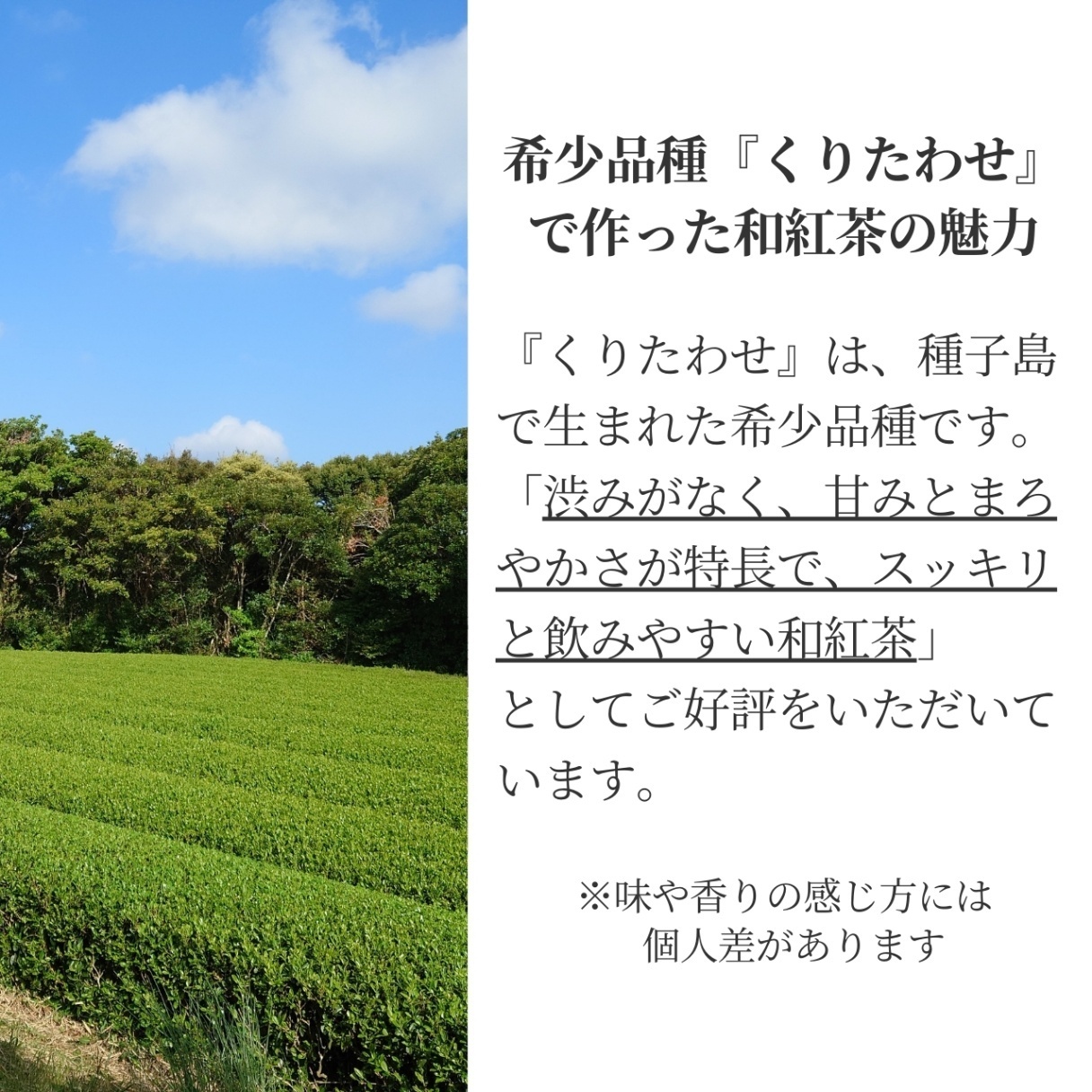 松下製茶 種子島の有機和紅茶ティーバッグ『くりたわせ』 40g(2.5g×16袋入り)