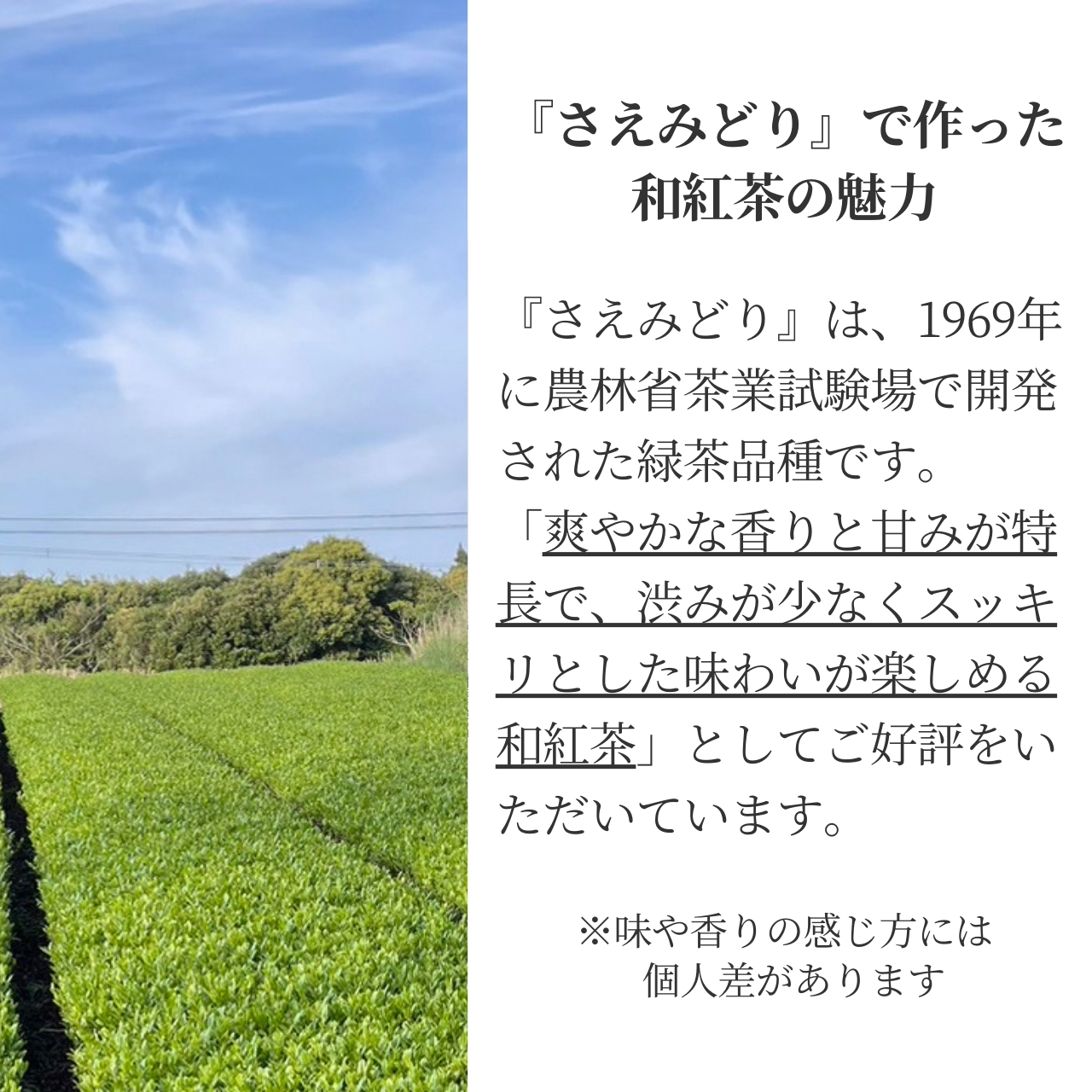 松下製茶 種子島の有機和紅茶ティーバッグ『さえみどり』 40g(2.5g×16袋入り)