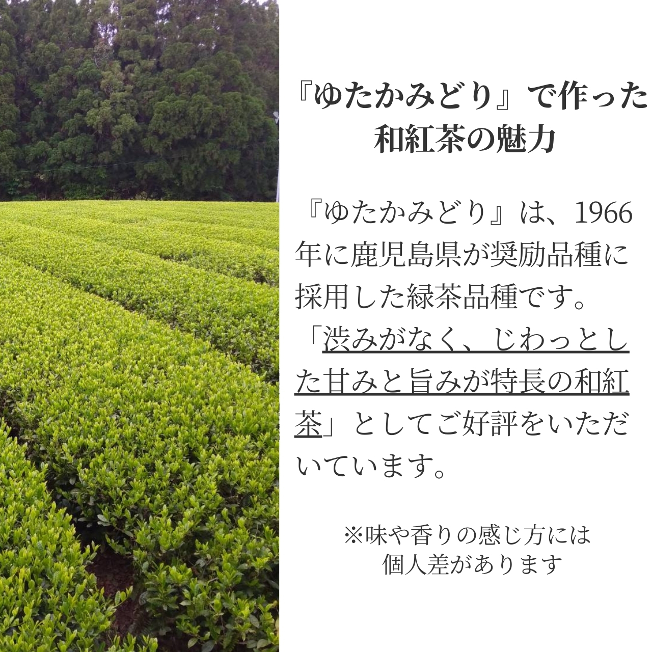 松下製茶 種子島の有機和紅茶『ゆたかみどり』 茶葉(リーフ) 60g