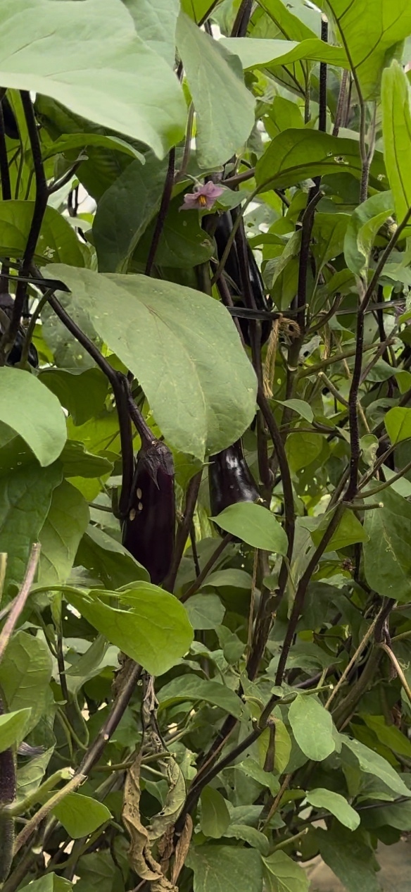 茄子🍆とさつまいも🍠（紅あずま、紅はるか、シルクスイートの3種類）とお米3kgのセット