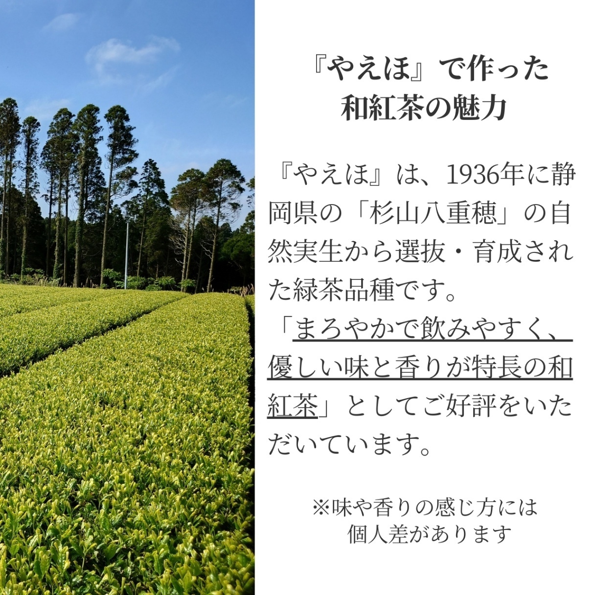 松下製茶 種子島の有機和紅茶『やえほ』 茶葉(リーフ) 60g