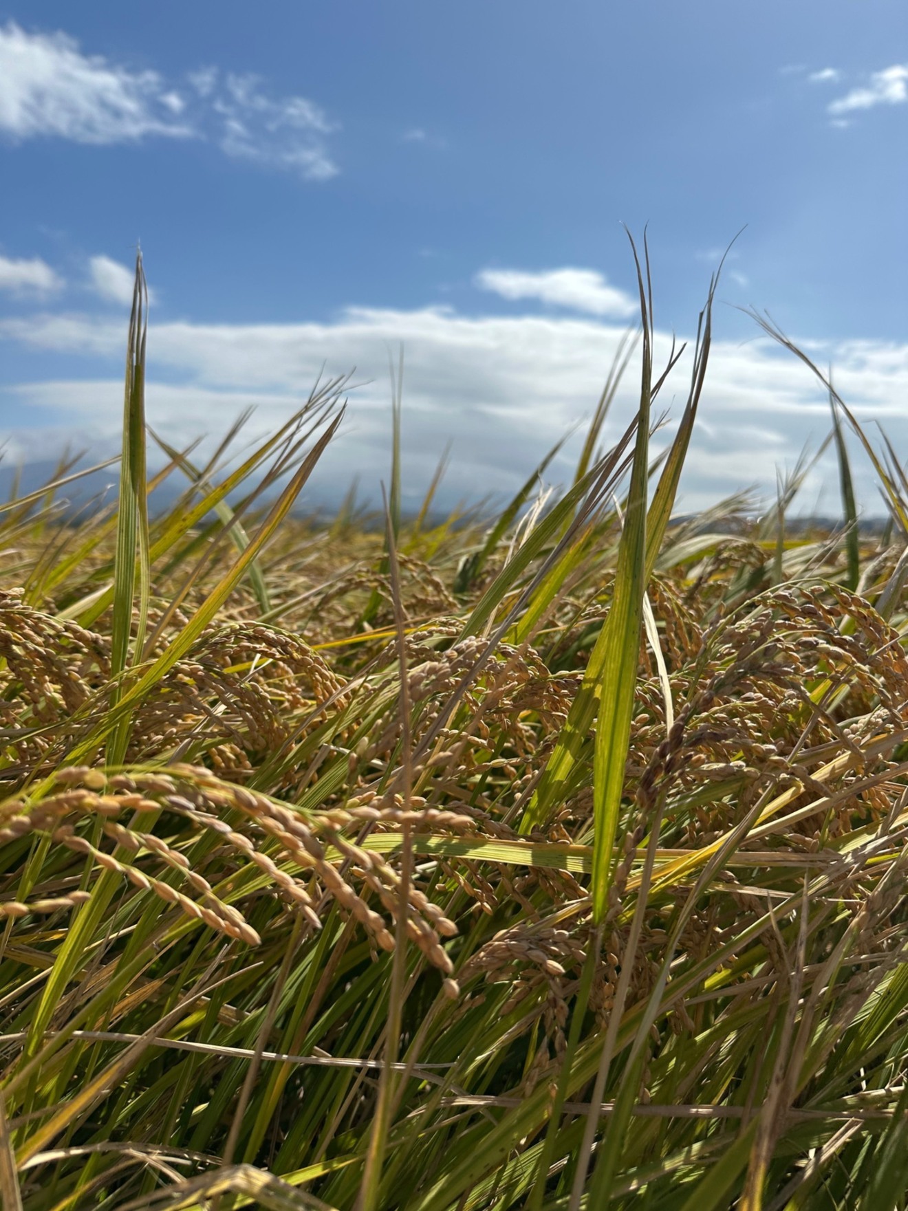 長崎県産にこまる（2025秋収穫）