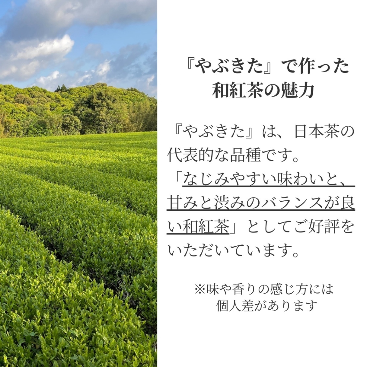 松下製茶 種子島の有機和紅茶『やぶきた』 茶葉(リーフ) 60g